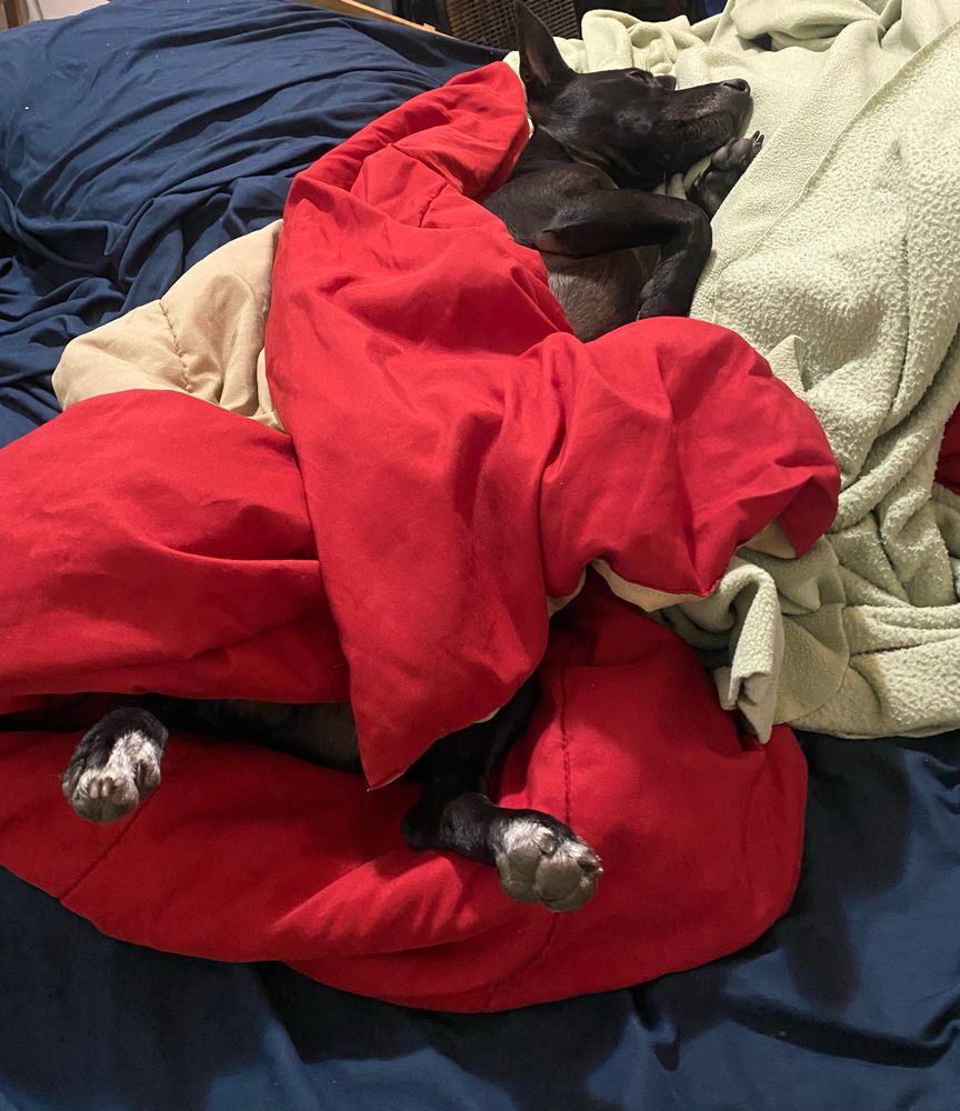 Marlowe, a tiny black dog with enormous pointy ears, sleeps while wrapped in a bright red comforter. His white-touched paws and sleeping snout are mostly all that is visible.