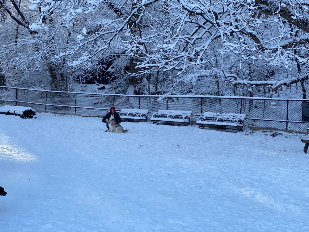 My husband in a dog park covered in snow. He is in the distance, with a white field between the camera and himself. There are snow-covered benches, trees heavy with snow, and my husband is on his knees cuddling a husky dog.