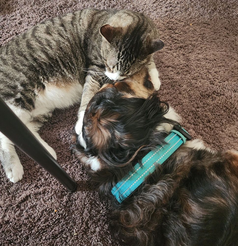 Large brown black and white dog in a teal collar, laying on his side on a brown carpet. A gray and brown tabby cat with a white belly is hugging the dogs head with his front paws and resting his face on the dog's jaw 