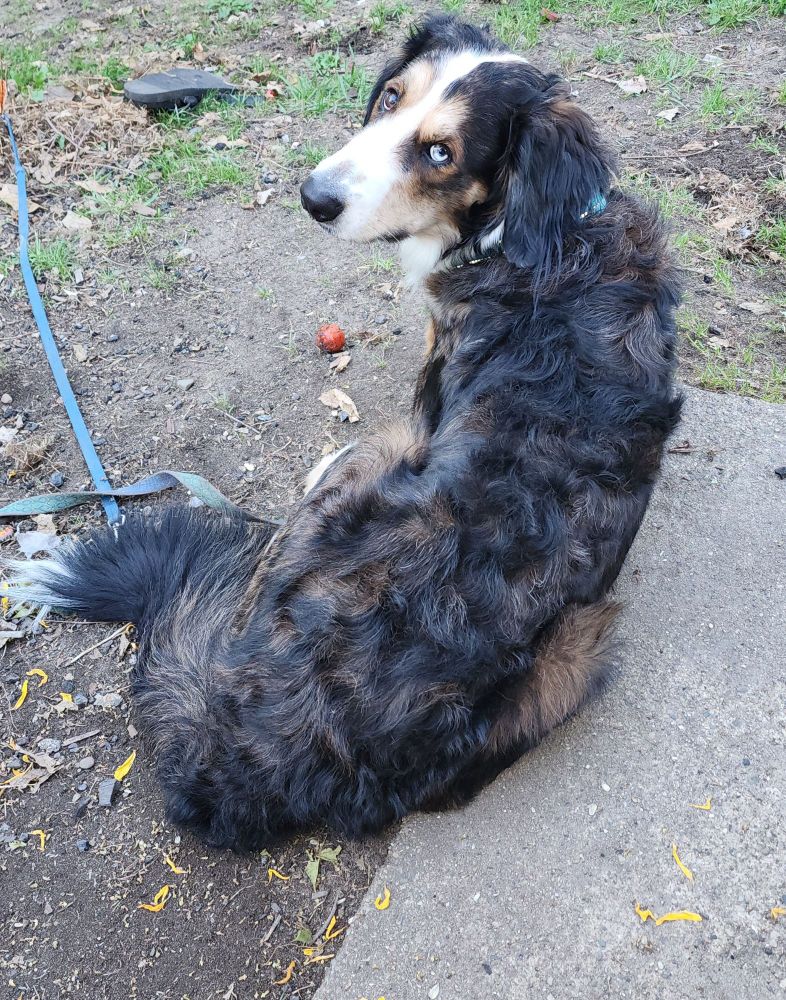 A large brown and black dog looking at me with annoyance as he lays on the ground next to a tomato 