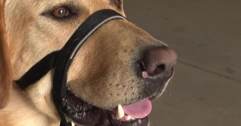 Meet Mochi: Omaha Fire's new Facility Support Dog bringing comfort to firefighters