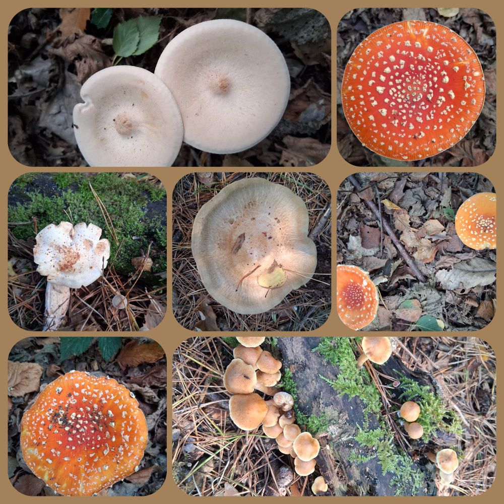 Different types of fungi - names unknown.