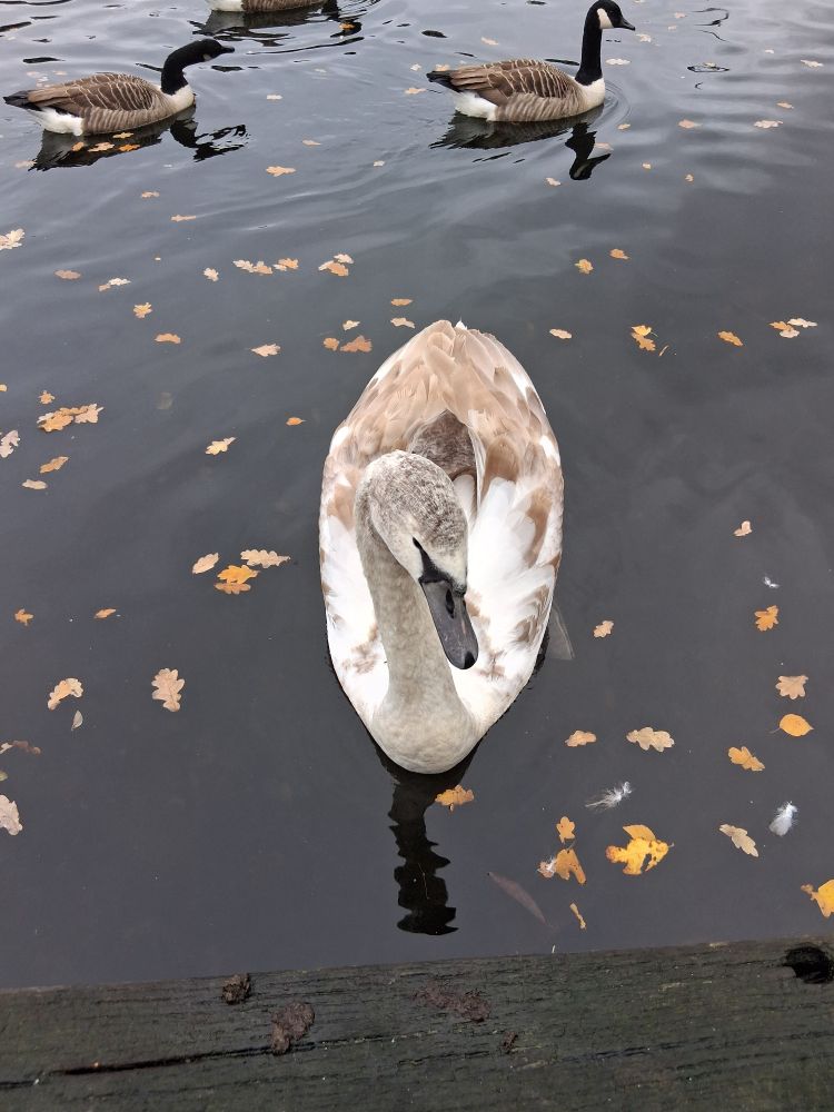 Almost fully grown cygnet with Canada Geese and autumn leaves  