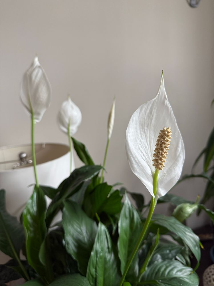 Peace lily flowering 