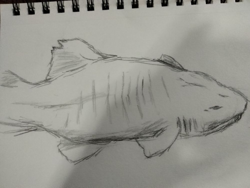 Black and white sketched image of a big chunky nurse shark who looks very lovely