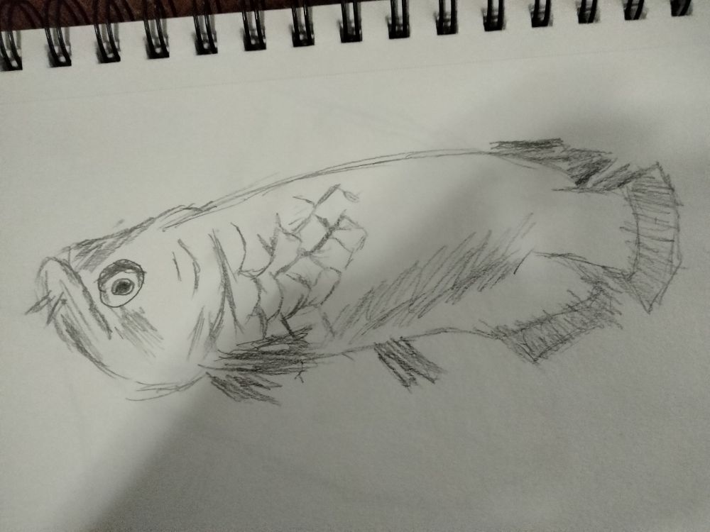 Sketched image of Arowana from the aquarium they were very pretty and I liked their basket like scale pattern
