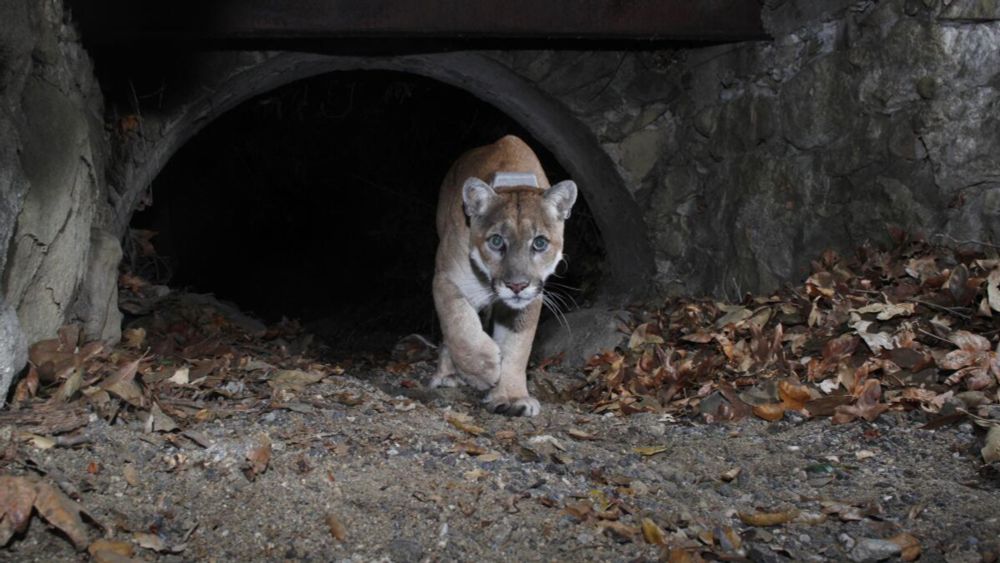 P-22 lived an epic and tragic life in Griffith Park. Would a new mountain lion fare any better?