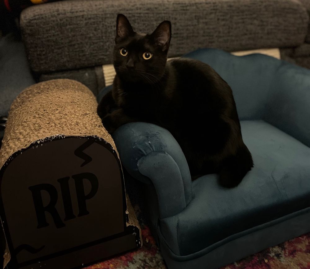 Casper, a small black cat with yellow eyes sits pensively on a cat sized couch next to a cardboard tombstone scratcher. 