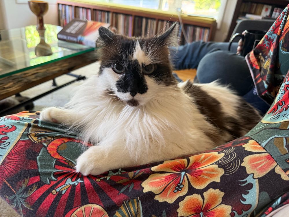A white cat with brown spots sits nestled between legs clad in a Godzilla tike design PJs in a well lit living room.