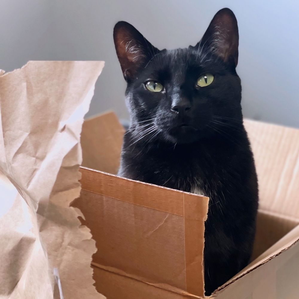 A handsome black cat sitting in a cardboard box 