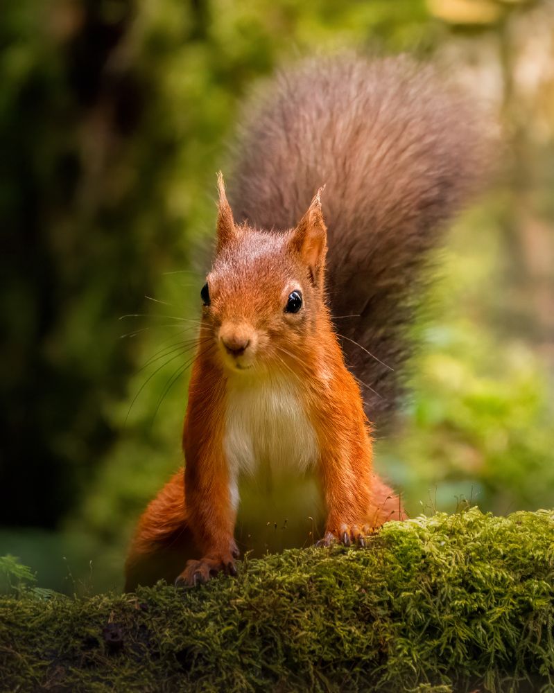 A red squirrel sat on a mossy log. 