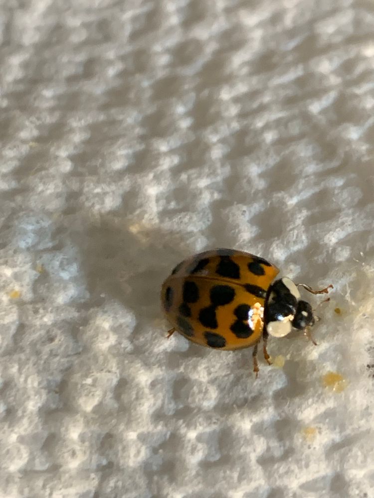 Ladybug but brown