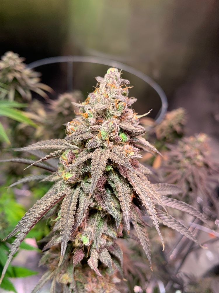 Cannabis flower in light bloom, orange hairs. Purple leaves, some light green and darker purple on the bud itself. frosty!