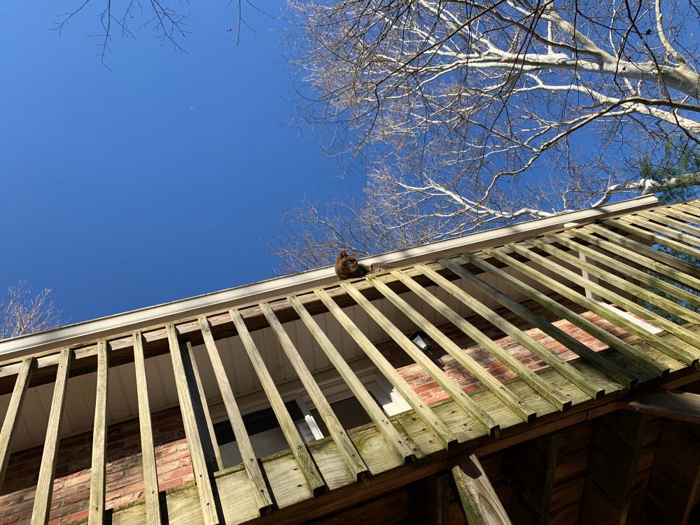 Mich looking into distance from deck railing, naked sycamore and blue sky
