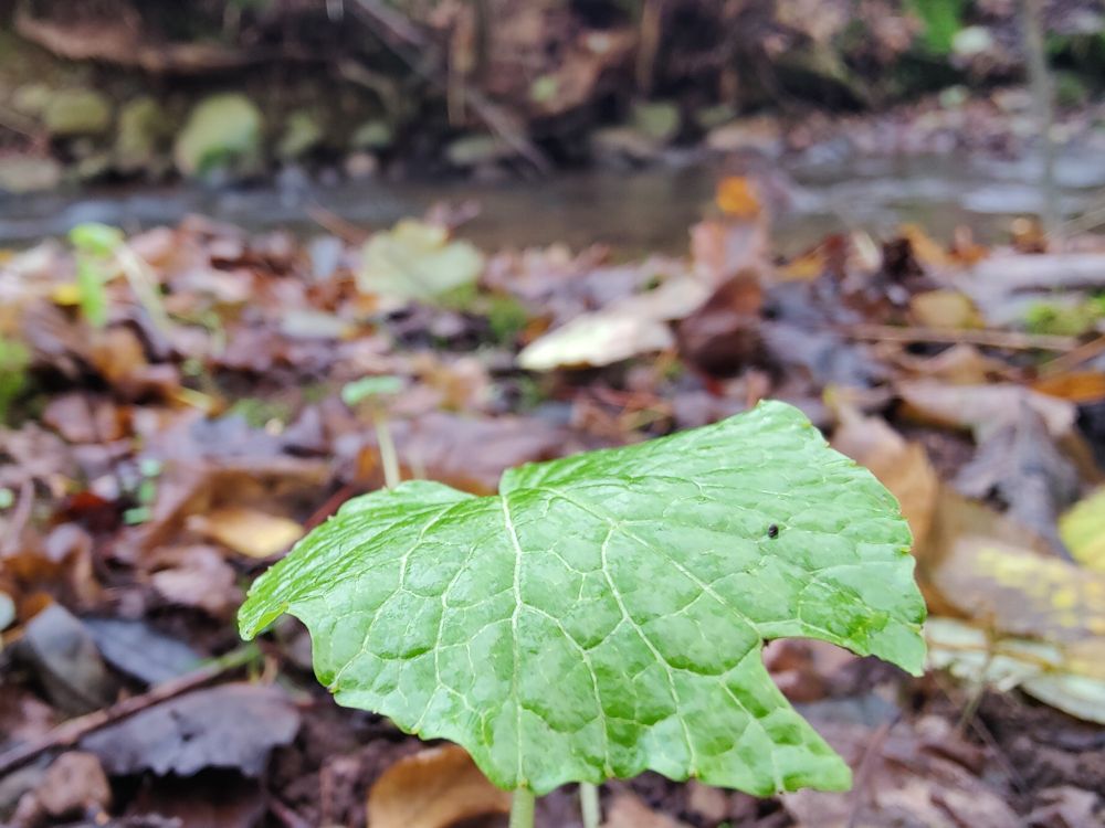 Wasabi leaf with a stream in the background