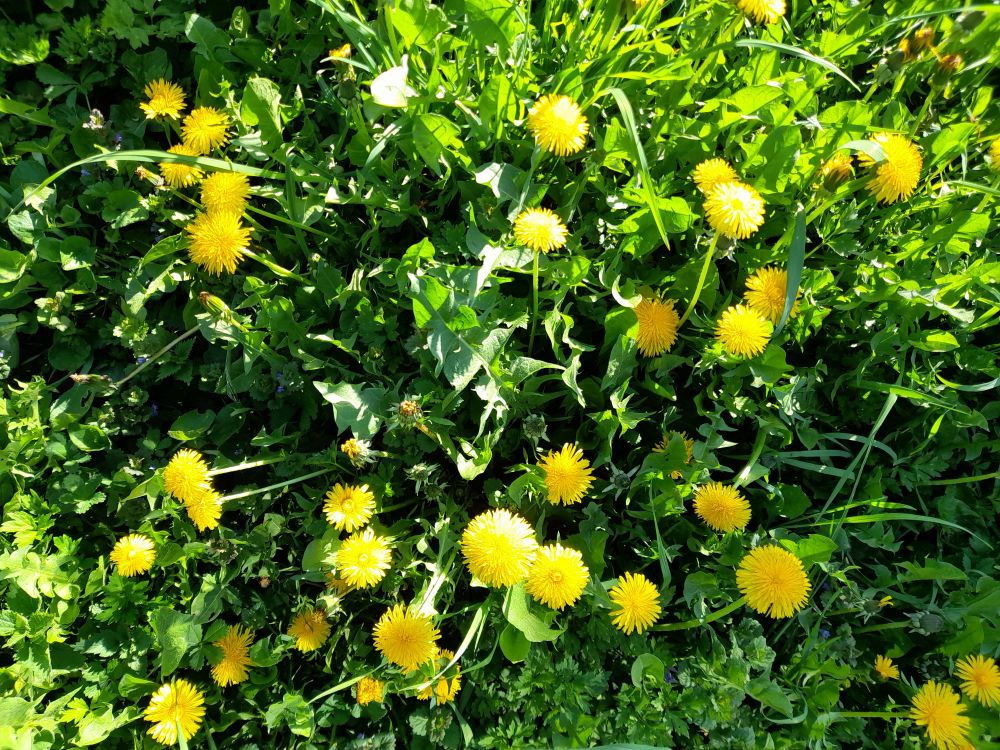 A dandelion plant with lots of flowers. You can eat everthing: leaves as salad or vegetable, buds as caper substitute, flowers in honey or alcohol ...