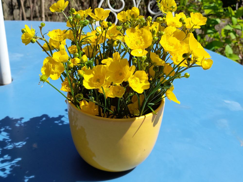 Buttercups in an old yellow coffee mug.