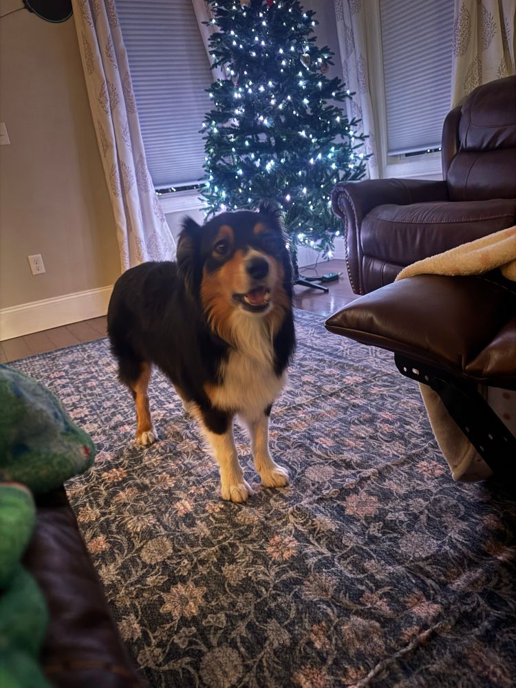 Dog in front n of a dang Christmas tree on Nov 16 2025 