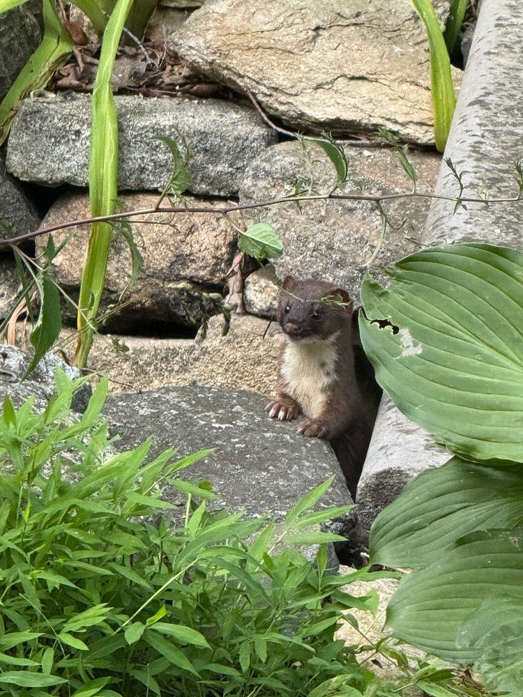 Dark brown weasel-like animal with white throat, chest, and belly.