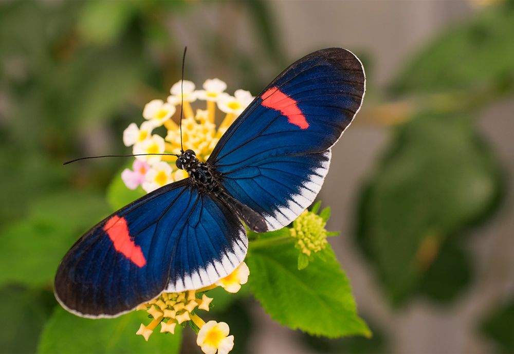 A butterfly with an iridescent blue colour perched on a bunch of yellow flowers.