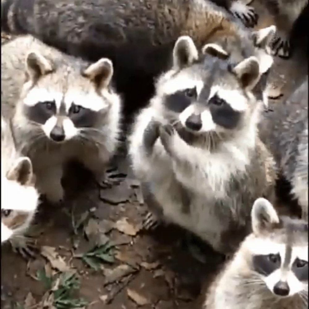 Raccoon Gossip GIF