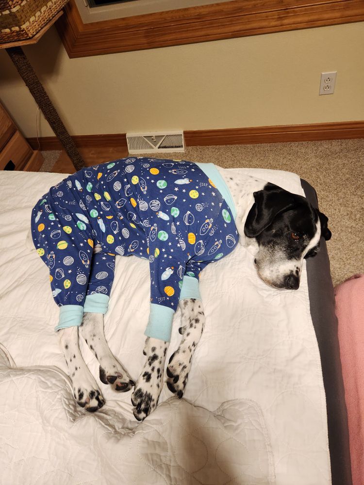Black and white dog in Jammies