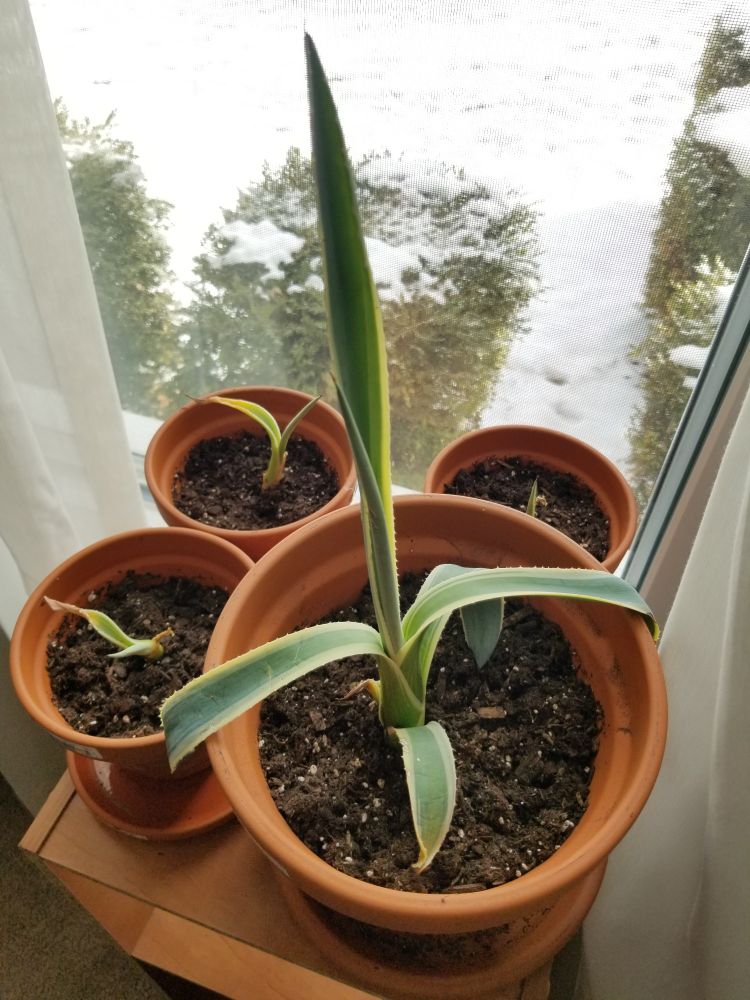 Four Century plants with light green frons that are lined in yellow sit before a window. One is larger than the others. All four are in terracotta pots on a light brown bookshelf. There are unkept hedges outside covered in a dusting of snow.
