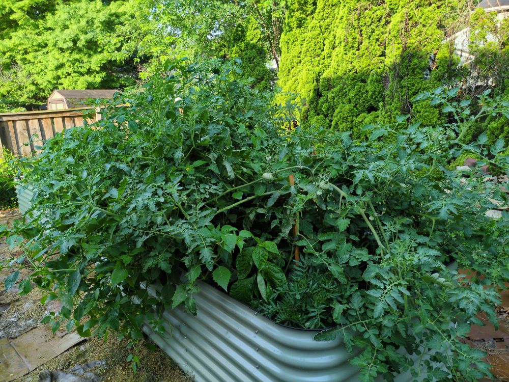 A mint green, enameled steel planter completely over grown with a mixture of tomato plants and tomatillo plants. Evergreens and silver maple trees provide a backdrop.