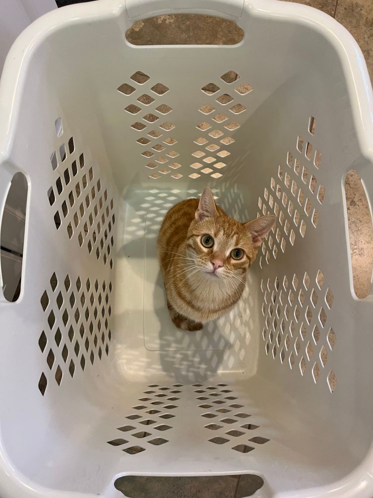 An orange kitten in a laundry basket. 