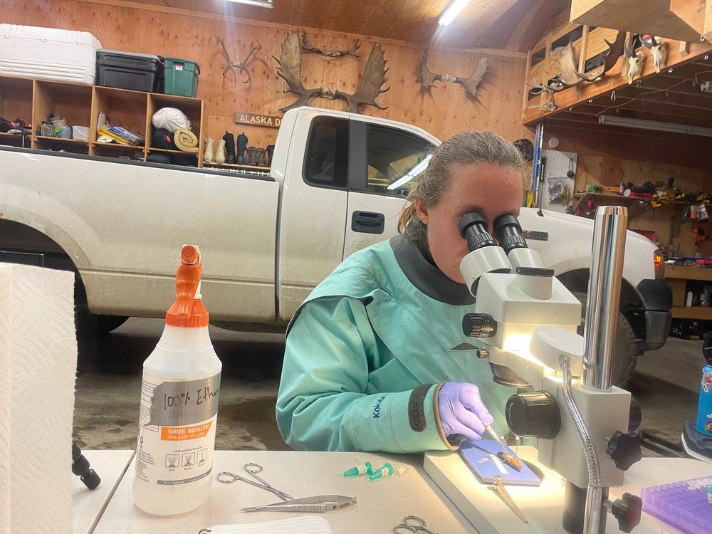 I'm dissecting a fish under a dissecting scope. I'm wearing a light blue dry suit and gloves. The dissection table is in a wood garage. There's a white pickup truck parked behind me and moose and deer antlers on the walls.