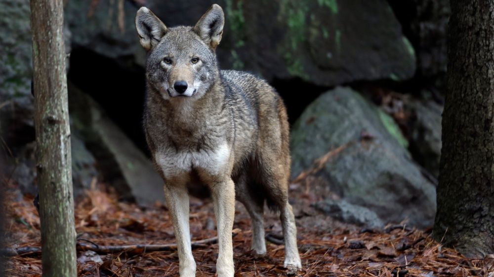 More endangered red wolves will be released in the U.S. under a legal settlement