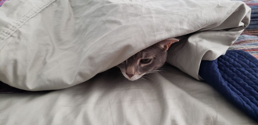 Photo of grey tabby cat, with just her head peaking out from under green bedcovers. She has a very cautious look on her face. 