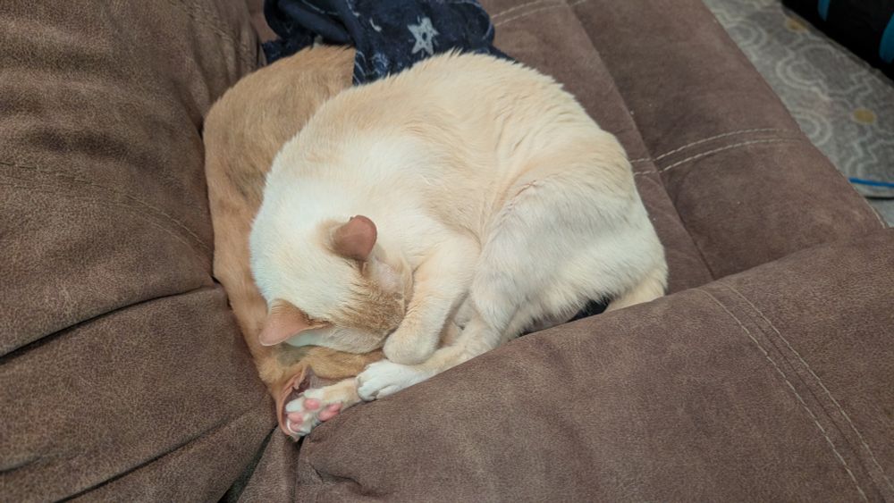 Max the orange cat and Norby the white cat are sleeping in a couch seat's corner. Norby is curled into a ball with a paw covering his snoot. Max is curled around Norby, under Norby's upper body. Max's face is smooshed into the seat corner.