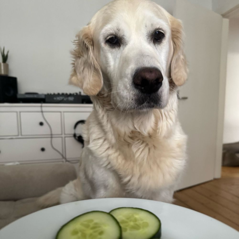 Golden Retriever Hündin die vor nem Teller mit Gurkenscheiben drauf sitzt 