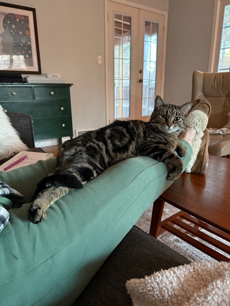 A black, brown and grey tabby cat sitting on my lap