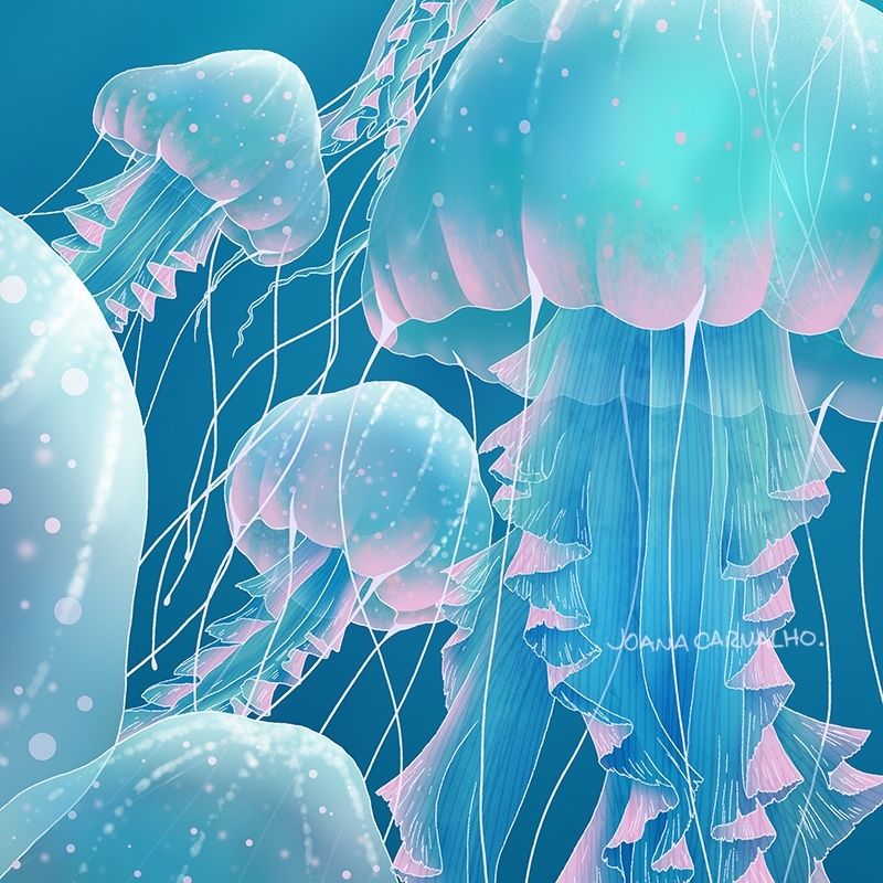 Jellyfish illustration.