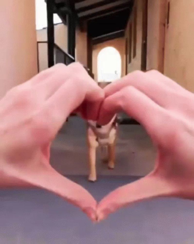 a person is making a heart with their hands in front of a toy dog .