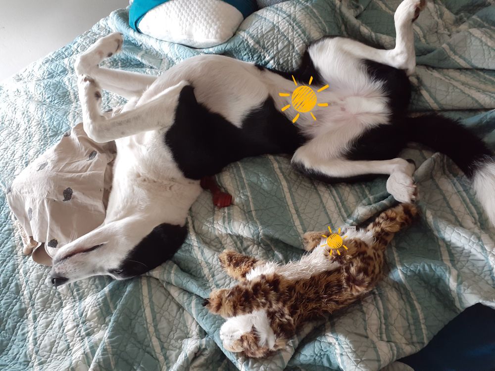 Captain and his friend, sleeping before walk. 