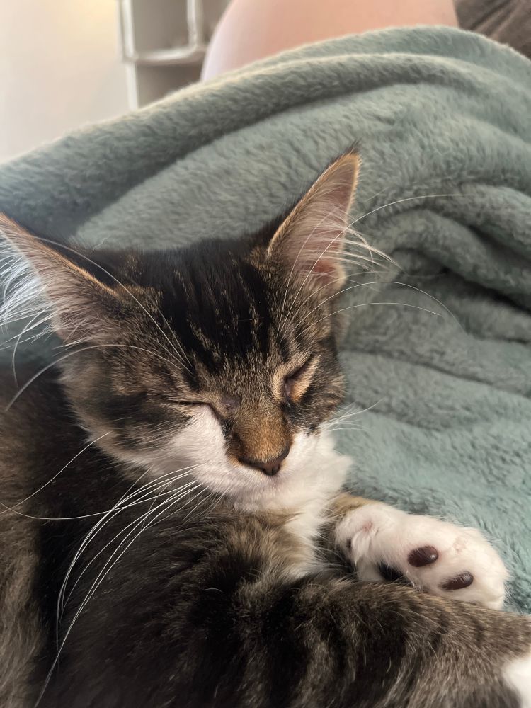 Picture of a sleeping kitten. 