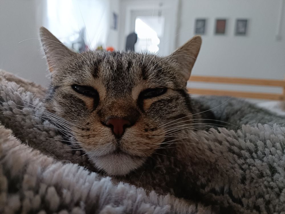 Ripley dormidíssima 