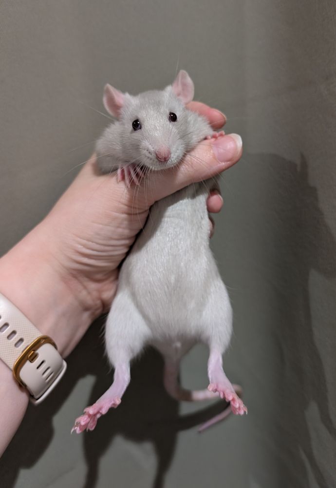 A female lilac rat being held up to the camera.