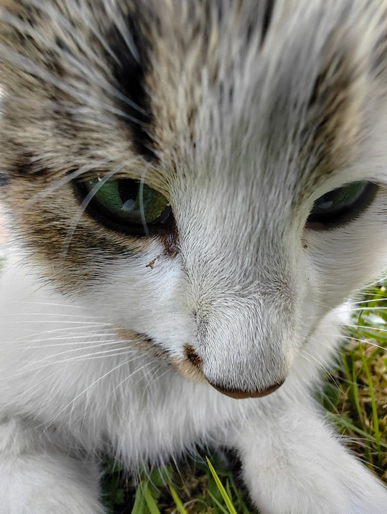Brown white cat staring at the camera. Shot with a .6 lens from close up