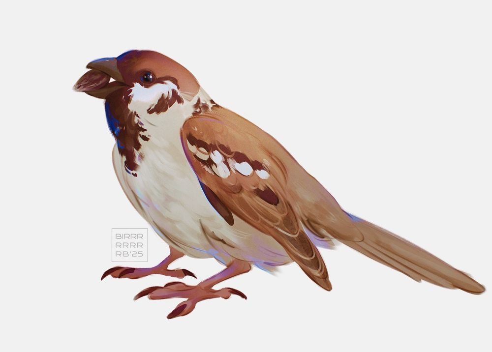 a small sparrow on a white background with a seed in its beak