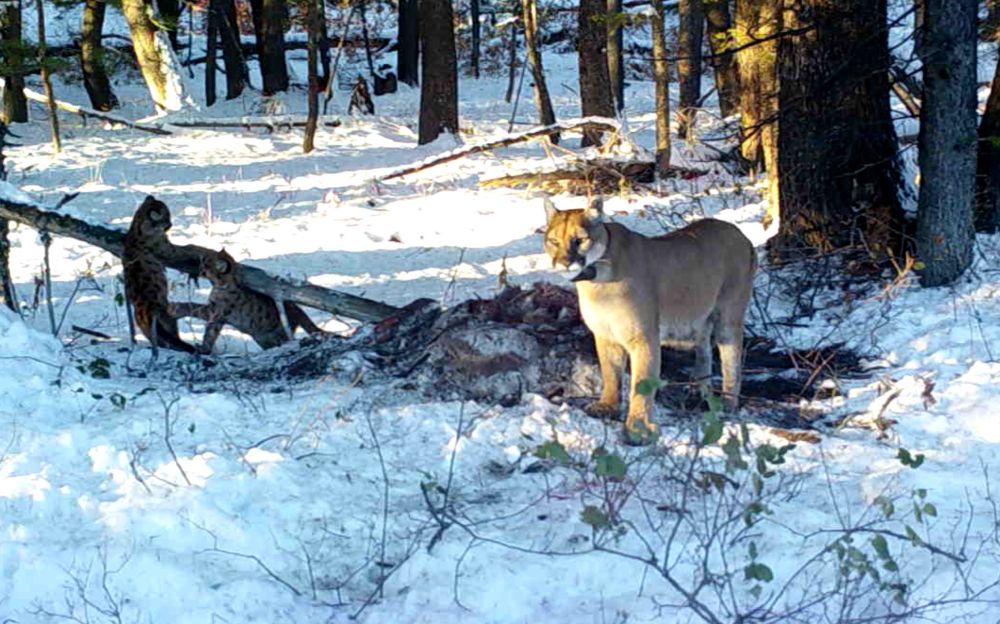Female cougar with GPS collar and two kittens at a kill site, caught on a camera trap.