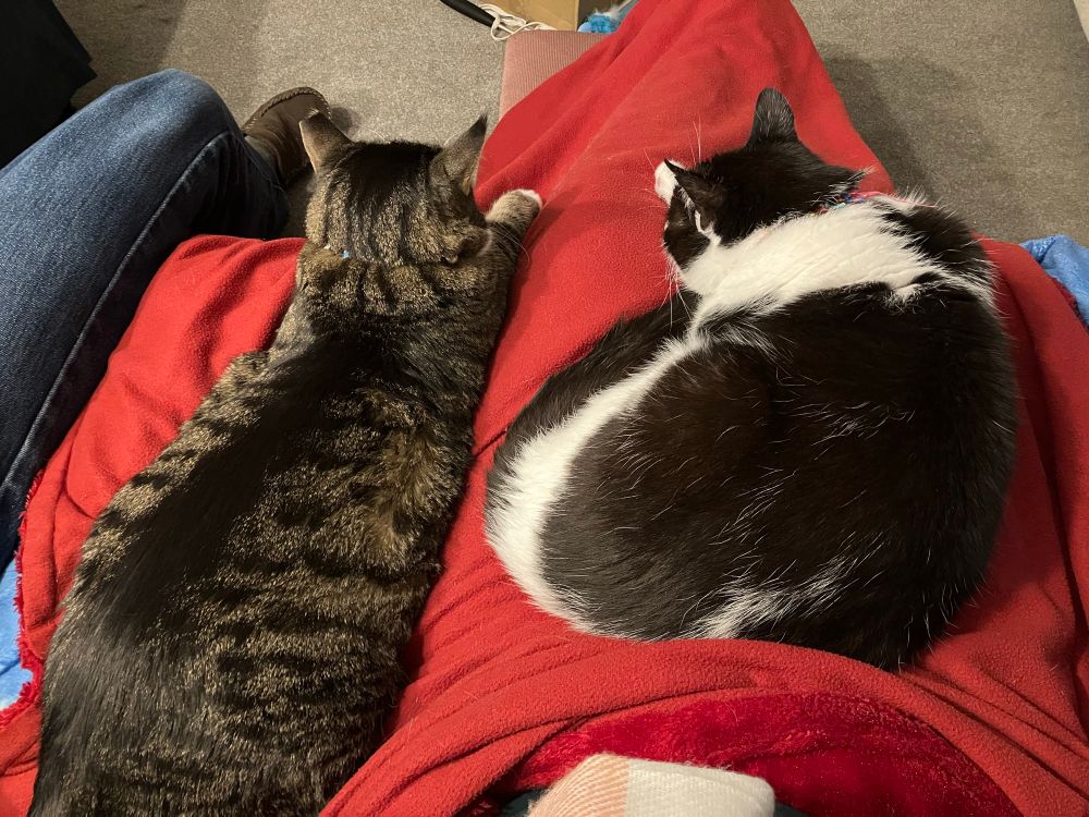 Two cats are curled up on a red blanket over a lap. 