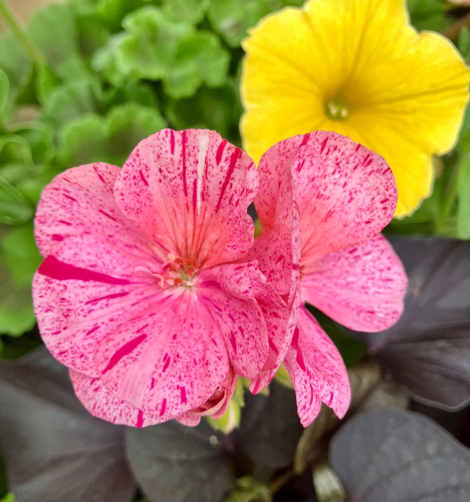 A geranium with mottled pink petals. 