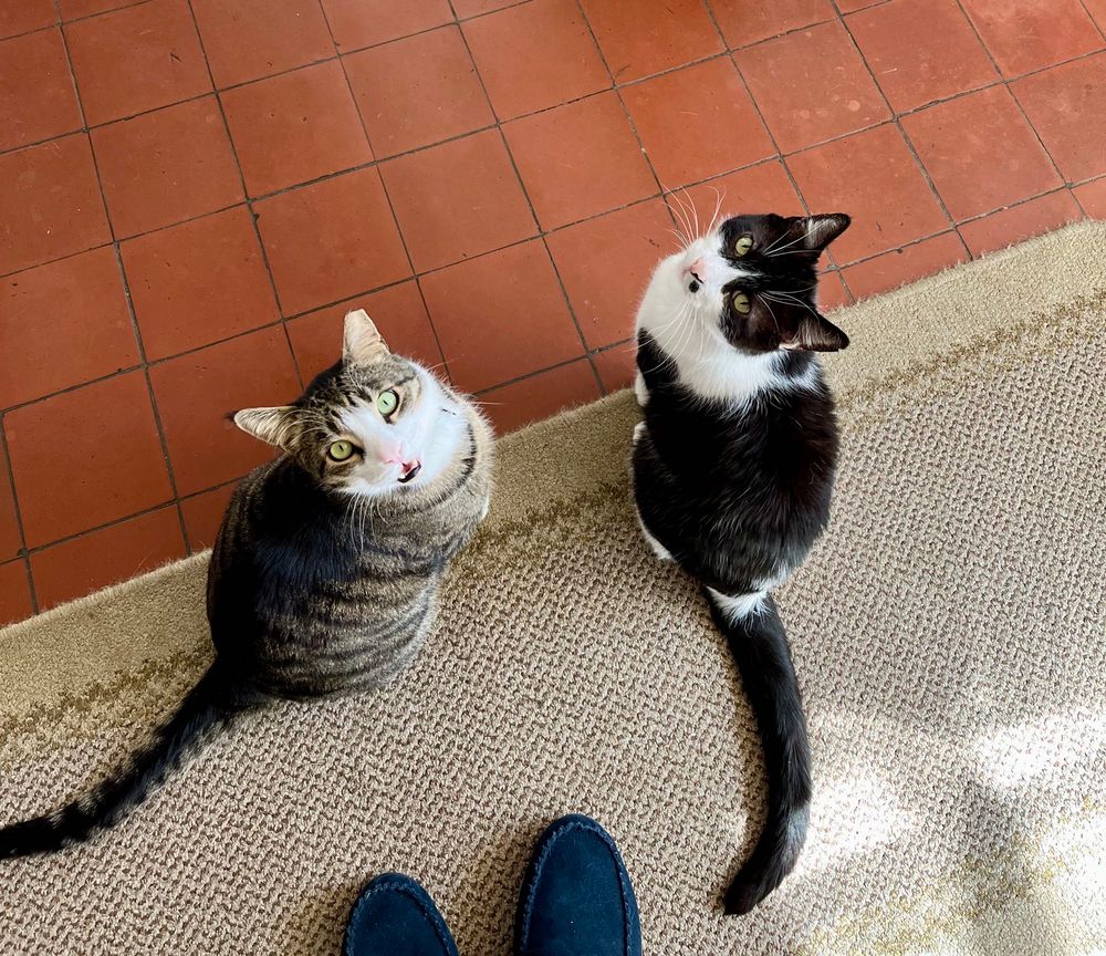 A brown tabby and a black and white cat are sitting on a rug and looking straight up at the camera. The tabby’s mouth is open. 