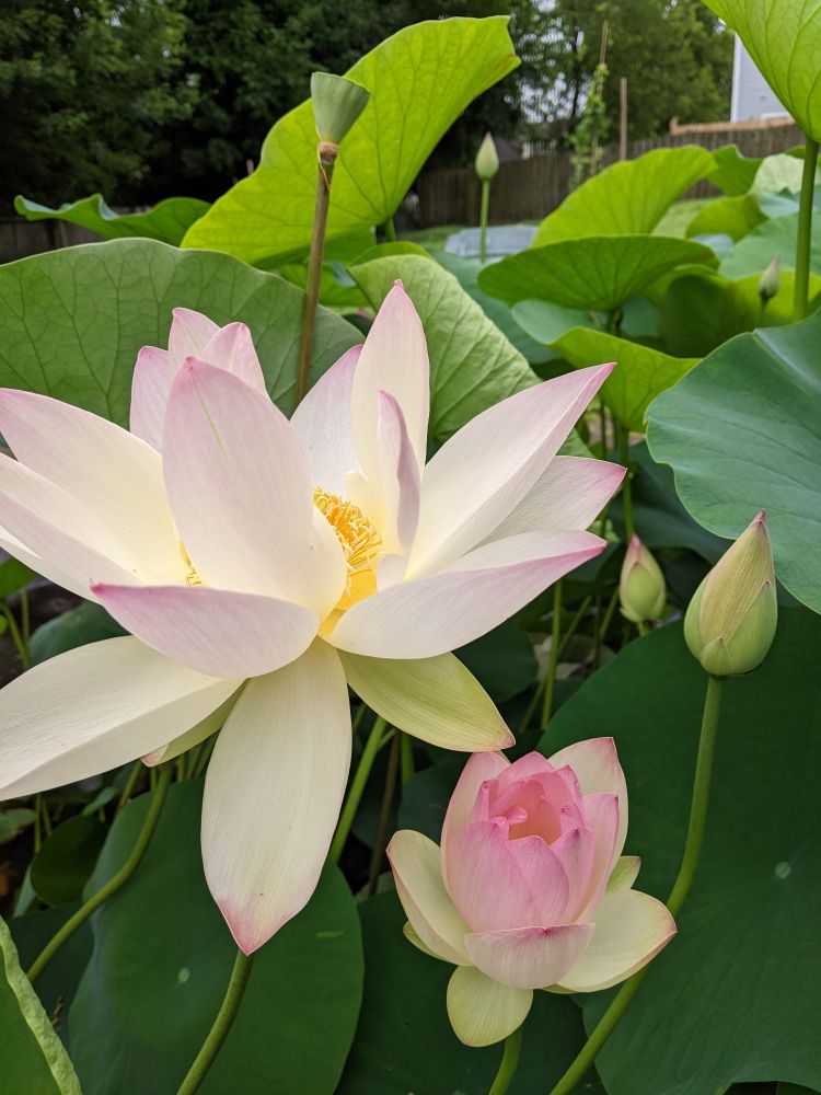 Several lotuses in various states of blooming