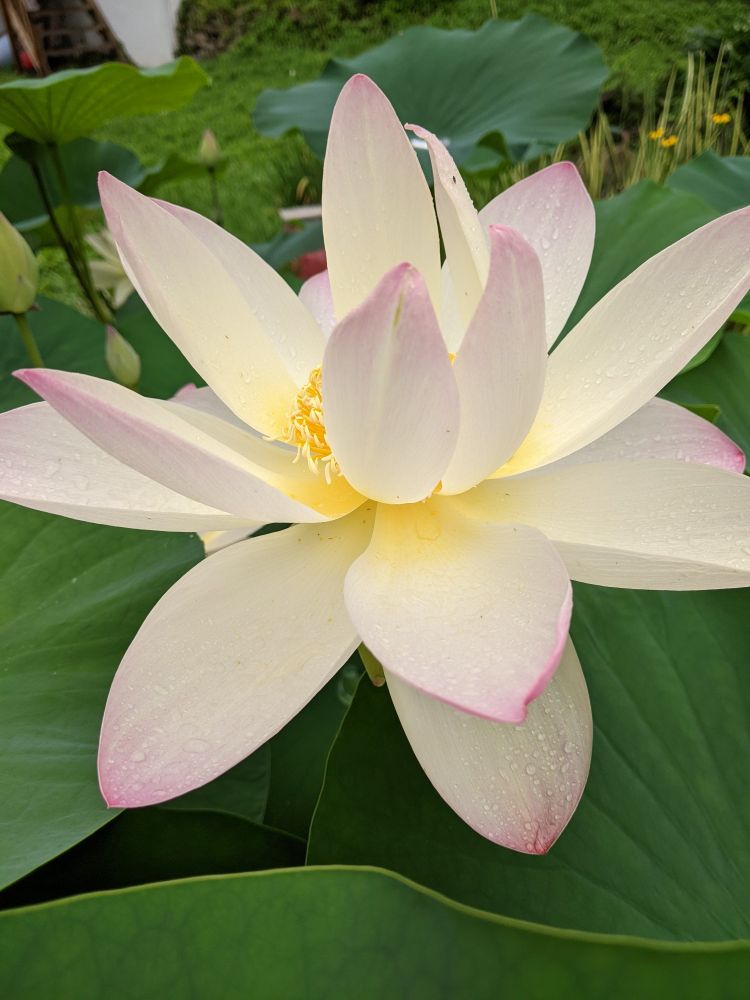 Close up photo of a lotus in full bloom