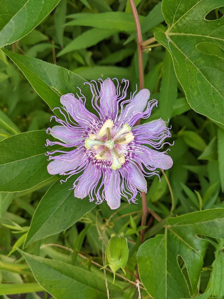 Passion flower